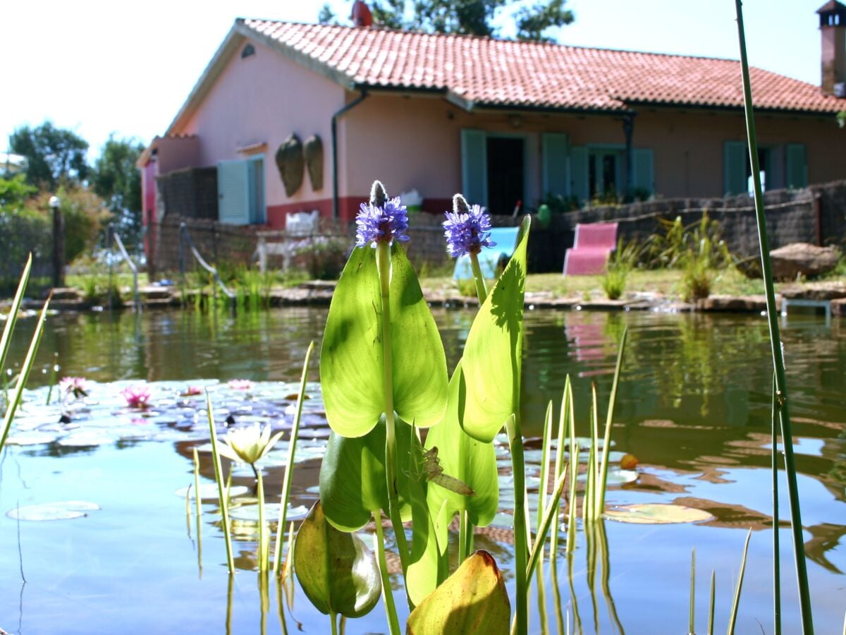 bio pond and west side of the flat