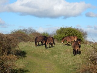Appartamento per vacanze Egmond aan Zee Ambiente 27