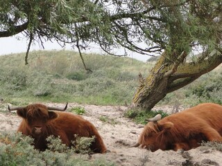 Schottischen Hochländer in den Dünen