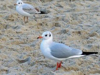Strandleben