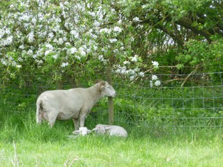 Appartamento per vacanze Petten Registrazione all'aperto 13