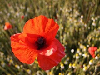 Appartamento Rerik  40