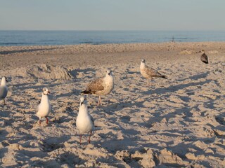 Apartment Zingst Umgebung 20
