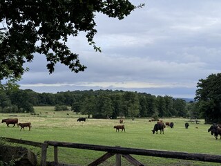 Holiday house Bad Harzburg Environment 26