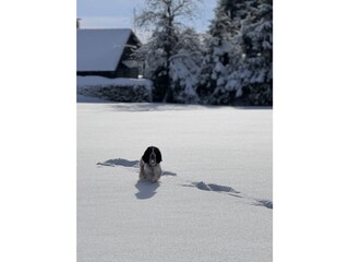 Holiday house Bad Harzburg Environment 28