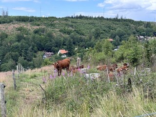 Vakantiehuis Bad Harzburg Omgeving 31