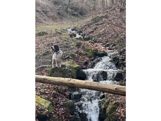 Holiday house Bad Harzburg Environment 32