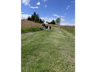 Holiday house Bad Harzburg Environment 37