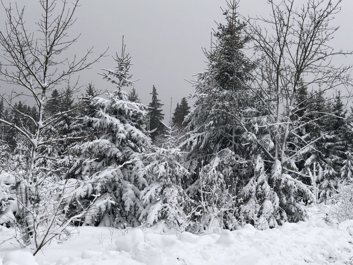 Winterwelt im Harz