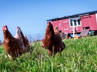 Frische Eier gibt es täglich von unseren Legehennen