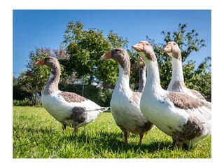 Ferienwohnung Dänschendorf  38