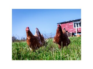 Ferienwohnung Dänschendorf  40