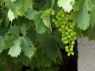 Appartement Hollersbach im Pinzgau  32