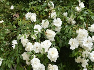 Vakantiehuis Clohars-Carnoët Buitenaudio-opname 3