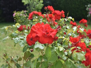 Maison de vacances Clohars-Carnoët  37