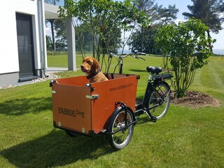 unser Hundefahrrad zum Ausleihen