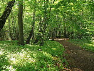 Durch den Stadtwald geht es bis zum Strand