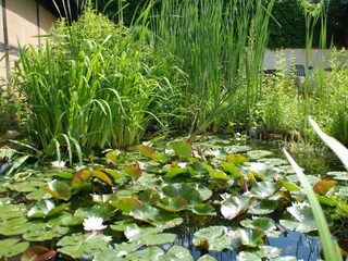 Gartenteich