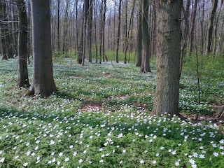 Der Küstenwald im Frühling