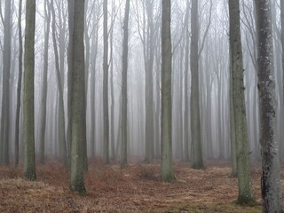 Der Gespensterwald Nienhagen im Februar