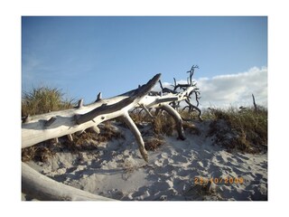 Treibholz am Weststrand