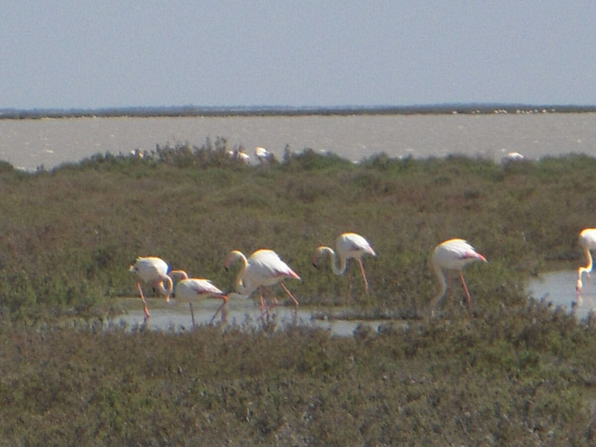 Camargue