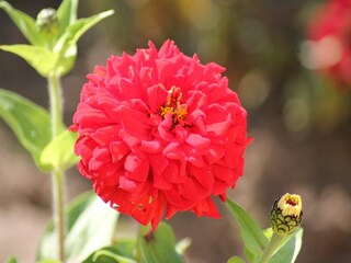 Apartamento Pepelow  38