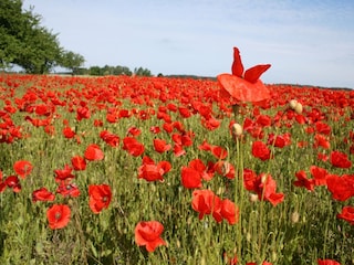 Bungalow Boiensdorf Ambiente 30