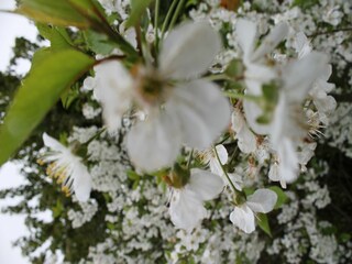 Bungaló Teßmannsdorf  38