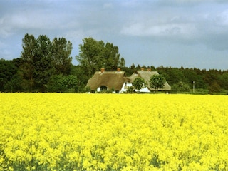 Unser Haus zur Rapsblüte