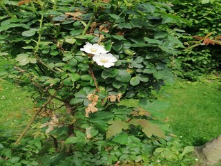 Casa per le vacanze Saint-Hubert Registrazione all'aperto 8