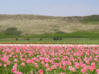 Casa per le vacanze Callantsoog Ambiente 23
