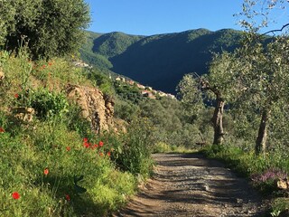 Maison de vacances Dolcedo Environnement 36