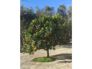 Casa per le vacanze Dolcedo Registrazione all'aperto 17