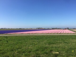 Tulpenfelder julianadorp