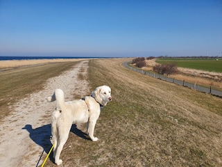Auf dem Deich in Bojendorf