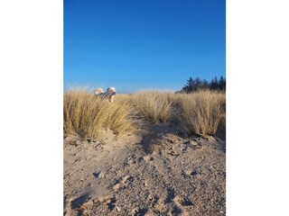 Naturstrand in Altenteil