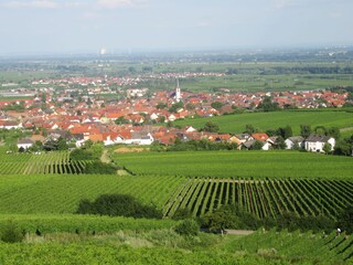 Blick auf Maikammer