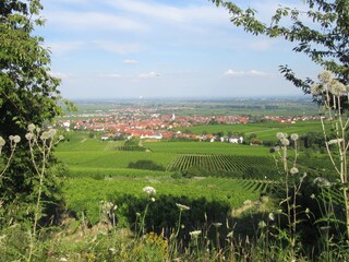Blick auf Maikammer