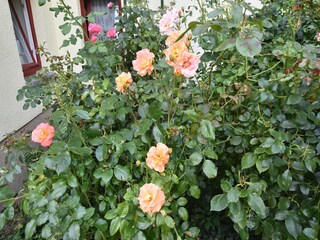 Appartement Alt Bukow Buitenaudio-opname 12