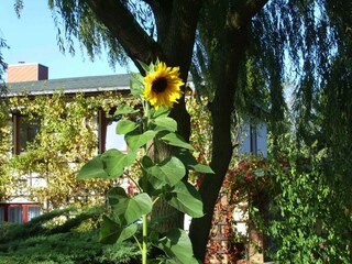 Appartement Alt Bukow  45