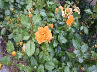 Appartement Alt Bukow  46