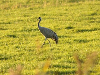 Apartamento Rövershagen  40