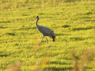Apartment Rövershagen  36