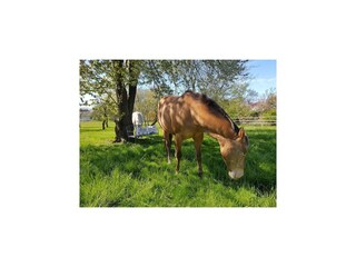 Appartement Lübberstorf Buitenaudio-opname 14