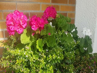 Appartement Medebach  39