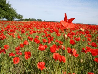Appartement Bad Doberan Environnement 14