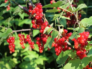 Apartment Bad Doberan Outdoor Recording 1