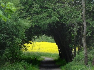 Idyllische Rapsblüte