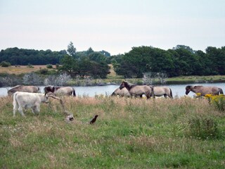 Wildpferde im Naturschutzgebiet Geltinger Birk